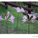 성남시립식물원 이미지