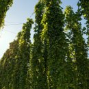 홉 호프 이미지