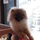 치쿠치쿠 이미지