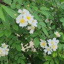 명달근린공원 이미지