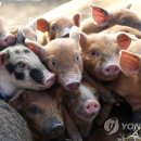 황금돼지농장 이미지