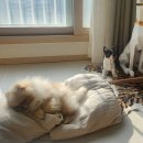 해피한방병원 | 다시 걷게 된 내 강아지, 기적을 선물해 준 용인 AP동물병원 3년차 단골 찐후기(내돈내산)