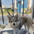 배곧 일리오 애견미용 | 위생은 기본! 스트레스는 최소화! 통유리 일리오 애견 미용 시흥 배곧