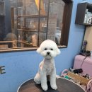 남양주 애견샵 이미지