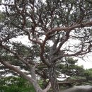 삼인 이미지