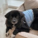 봉주르봉 이미지