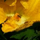 꽃 꿀방 이미지