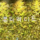 안산 에스테틱 뷰티라이프 에너지테라피 관리받고 어깨 통증 없어진 후기
