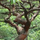 굴구지마을 이미지