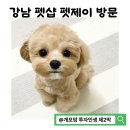 제이동물병원 | [강남 펫샵 '펫제이' 방문 후기] 말티푸 10분 안아봤을 뿐인데 우리 가족이 무너졌다