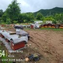 2026년 신왕은 황색 다산 왕이다 이미지