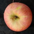 사과판매 - 흠과 사과10kg 17,000원에- 먼저보면 임자 이미지
