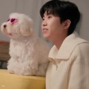 댕's day 이미지