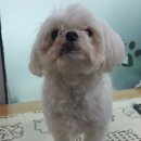 마티애견 이미지