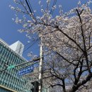 2호선 중동역 9번출구(E마트앞) | [부산여행] 부산 벚꽃 명소 : 해운대, 수영강 2026 실시간 개화 현황