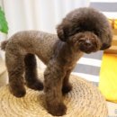 갤럭시펫 애견미용 이미지