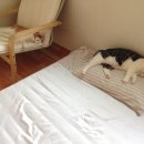 고양이를 부탁해 이미지