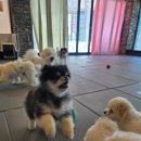 메트로자연유치원 | 울산애견유치원 믿고 보내는 곳, 바비브라운 비숑프리제