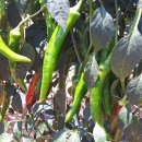 일등미생물 비료 이미지