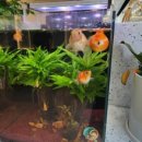 고바사이공 - 동구 | 고바사이공
