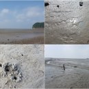 볼음도저어새생태마을 이미지