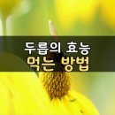 두릅의 효능과 먹는 방법 이미지