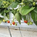 외갓집농장 이미지