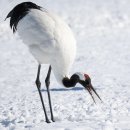 두루미네 이미지