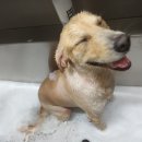 통영반려견 셀프목욕탕 이미지