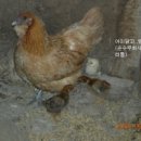 노내골흙집 이미지