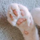 고양이 발바닥 이미지