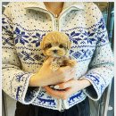 퍼피로그 강아지분양 창원점 이미지