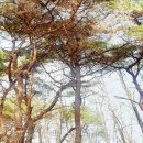 벤조에이트 이미지