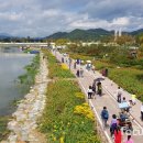 장성황룡강노란꽃잔치 축제장3 이미지