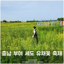 세도 금강변 | 충남 부여 세도 유채꽃 축제 다녀왔어요