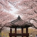 성내천커피 | [서울 벚꽃 명소] 한적한 서울 벚꽃길 찾는다면? 성내천 방문 후기