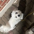 하울링