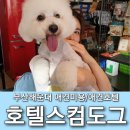 호텔스 컴도그 이미지