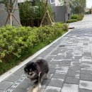 럼보트 | [서초 맛집]술집이 점심뷔페로 변신? 럼보트 점심뷔페 후기