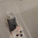 빠몽(PAWMONG) 이미지