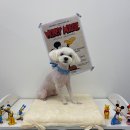 사랑옵개 이미지