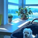 연안애견 이미지