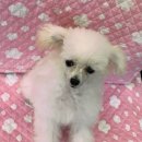 센스펫(노은점) 이미지