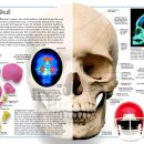 뇌두개골 해부학 이미지