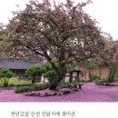 순천-70호 이미지