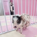 피그월드 이미지