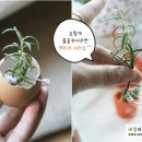 햇살계란 이미지