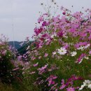 보고싶은 엄마 / 곡우 조순배 이미지