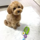 🌸 요리죠리하우스 플라워리드줄 사용 후기 🌸