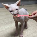 순복이네 스핑크스 | 내 삶에 들어온 스핑크스 고양이.. (천안 순복이네 스핑크스 고양이 분양 한달 후기)